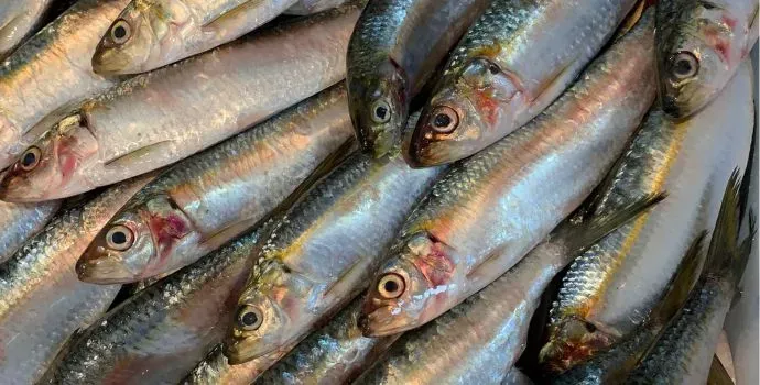 Por que o consumo de Pescados aumenta na Quaresma? 