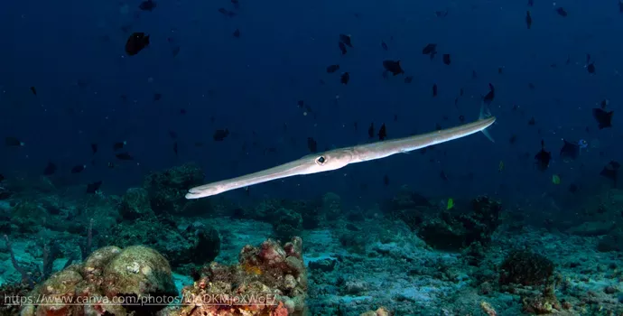 O Peixe Trombeta: Conheça Mais Sobre Essa Espécie Exótica