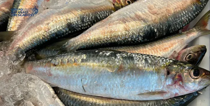 Defeso da Sardinha: O que é?