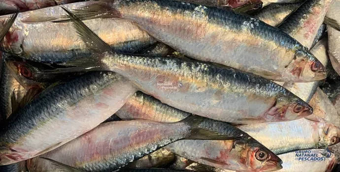 Defeso da Sardinha: O Que é e Por Que é Importante Respeitar