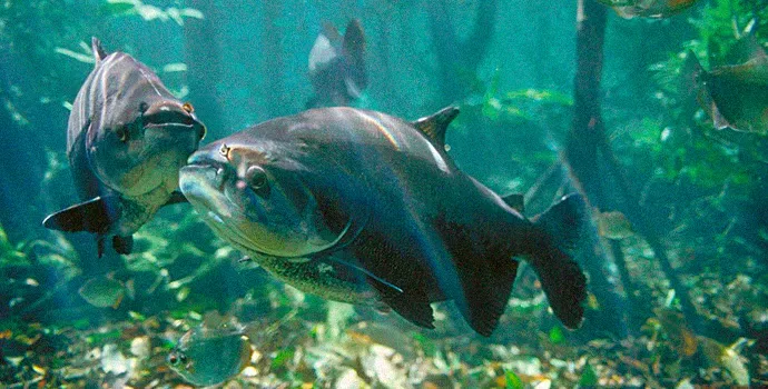 Da Rede Primitiva ao Prato Moderno: Uma Viagem Pela História da Pesca e do Consumo de Pescados